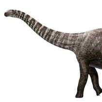 A High-Heeled Dinosaur?