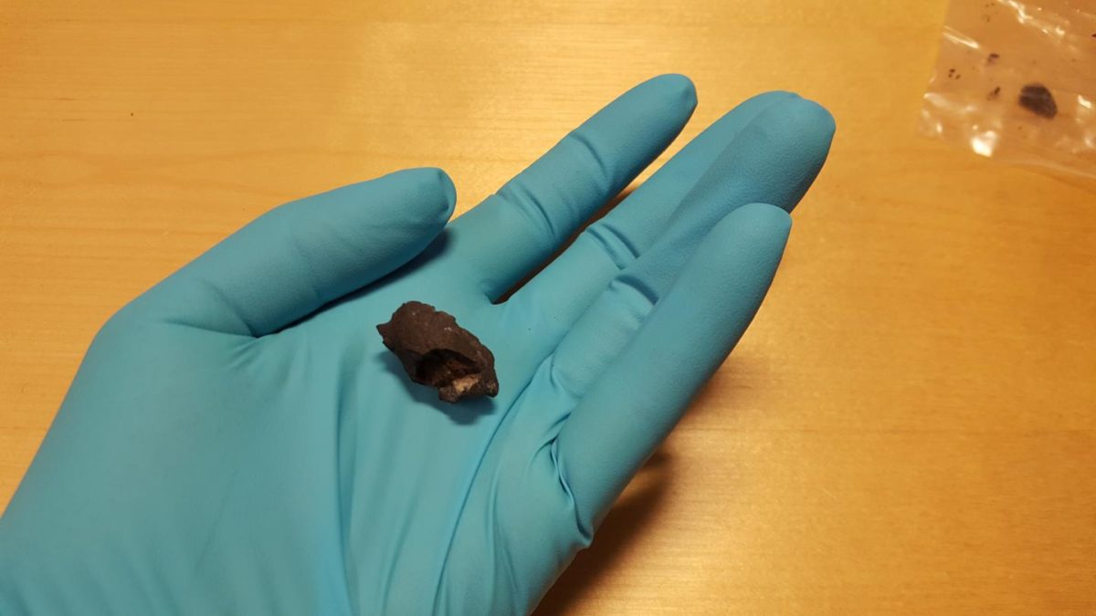 This is a masticate being examined. Credit: Natalija Kashuba/Stockholm University