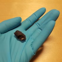 Chewing gums reveal the oldest Scandinavian human DNA