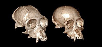 Computed tomography scans of fossils from two extinct species point to evolutionary adaptations and kinship with extant howler, spider and woolly monkeys Credit: André Menezes Strauss