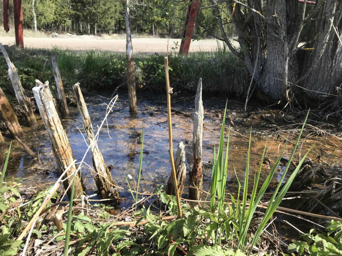 Levänluhta Spring in Isokyrö, SW Finland. Credit: Anna Wessman 2019