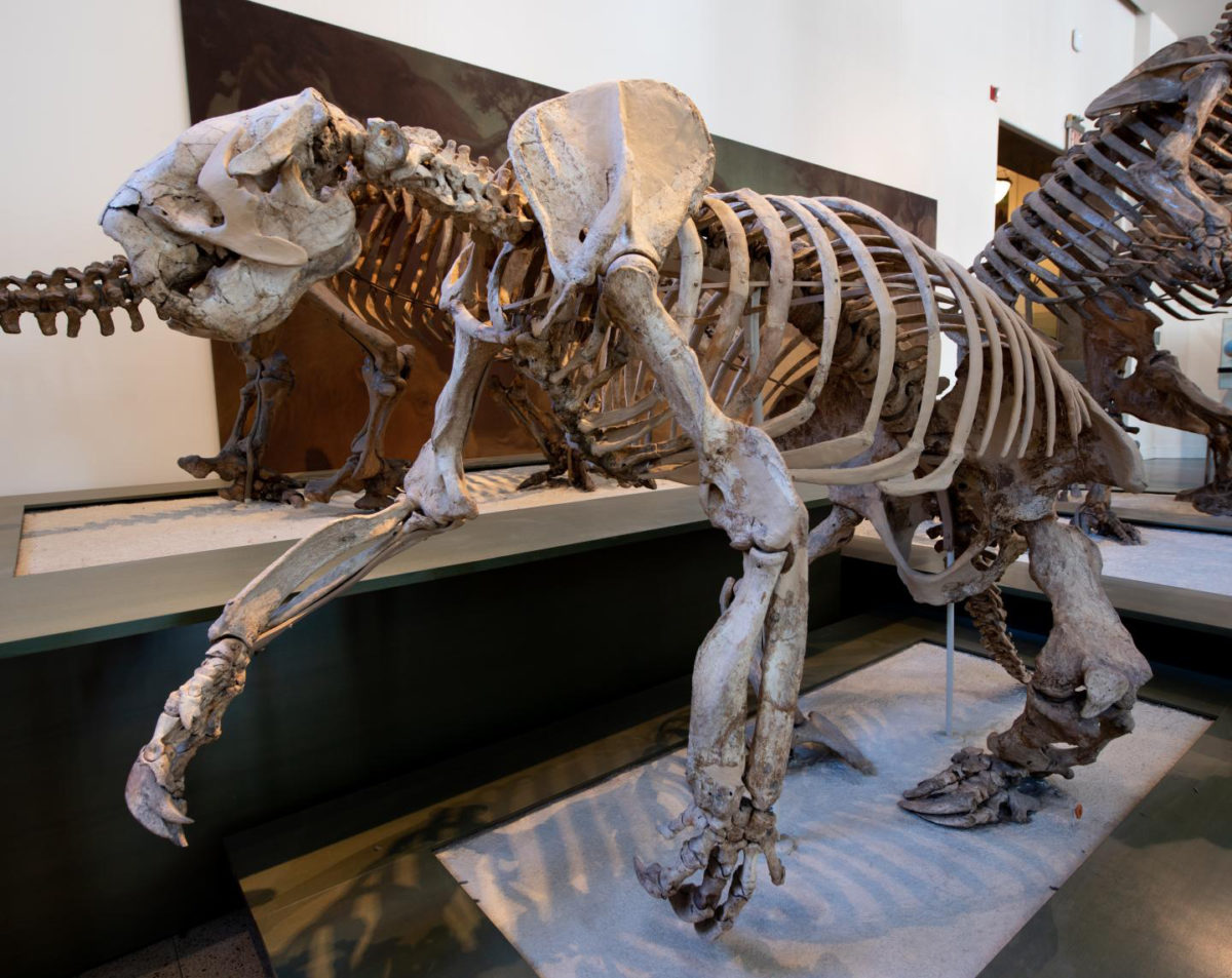Megalonyx, a megatherioid ground sloth from North America
Credit: AMNH/D. Finnin