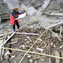 DNA from 31,000-year-old milk teeth leads to discovery of new group of ancient Siberians