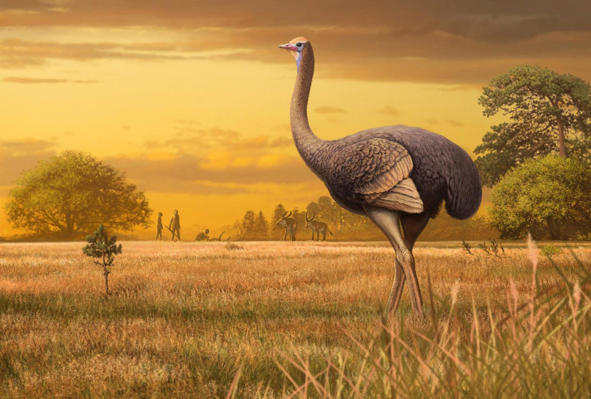 PaleoArt of the bird discovered in a Crimean cave. Credit: Andrey Atuchin