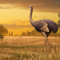 Bird three times larger than ostrich discovered in Crimean cave