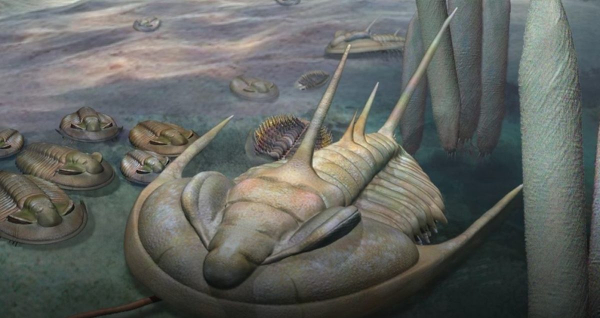 Artists impression of a Redlichia trilobite on the Cambrian seafloor. Credit: Artwork by Katrina Kenny