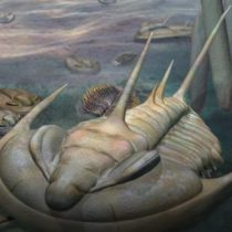 New ‘king’ of fossils discovered in Australia
