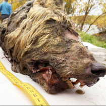 Pleistocene wolf head preserved in permafrost is on display