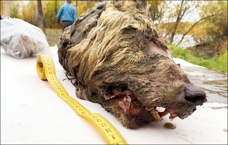 The Pleistocene wolf’s head is 40cm long, so half of the whole body length of a modern wolf which varies from 66 to 86cm. Photo Credit: Albert Protopopov / The Siberian Times.