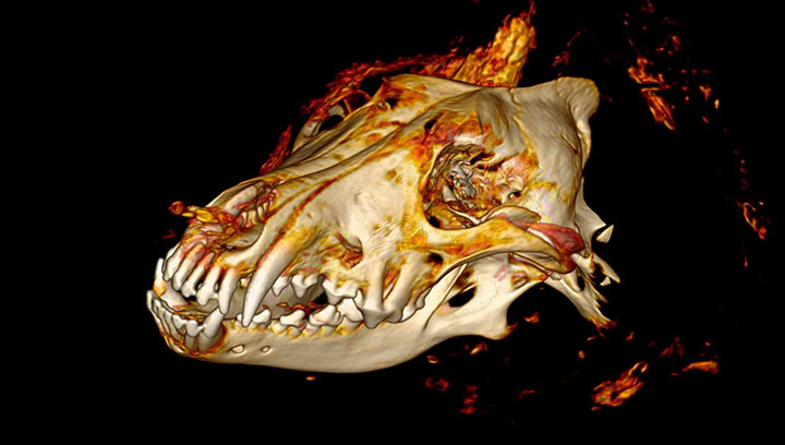 CT scan of the wolf's head. Photo Credit: Albert Protopopov, Naoki Suzuki /The Siberian Times.