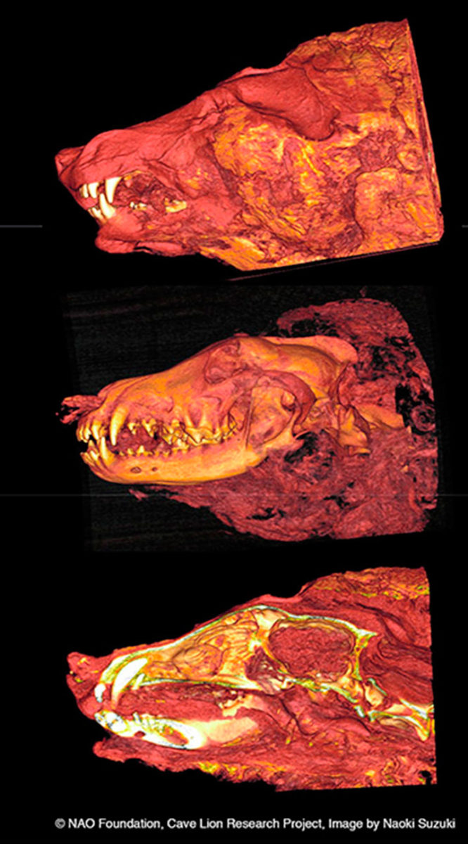 CT scan of the wolf's head. Photo Credit: Albert Protopopov, Naoki Suzuki /The Siberian Times.