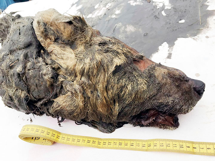 The wolf, whose rich mammoth-like fur and impressive fangs are still intact, was fully grown and aged from two to four years old when it died. Photo Credit: Albert Protopopov / The Siberian Times.
