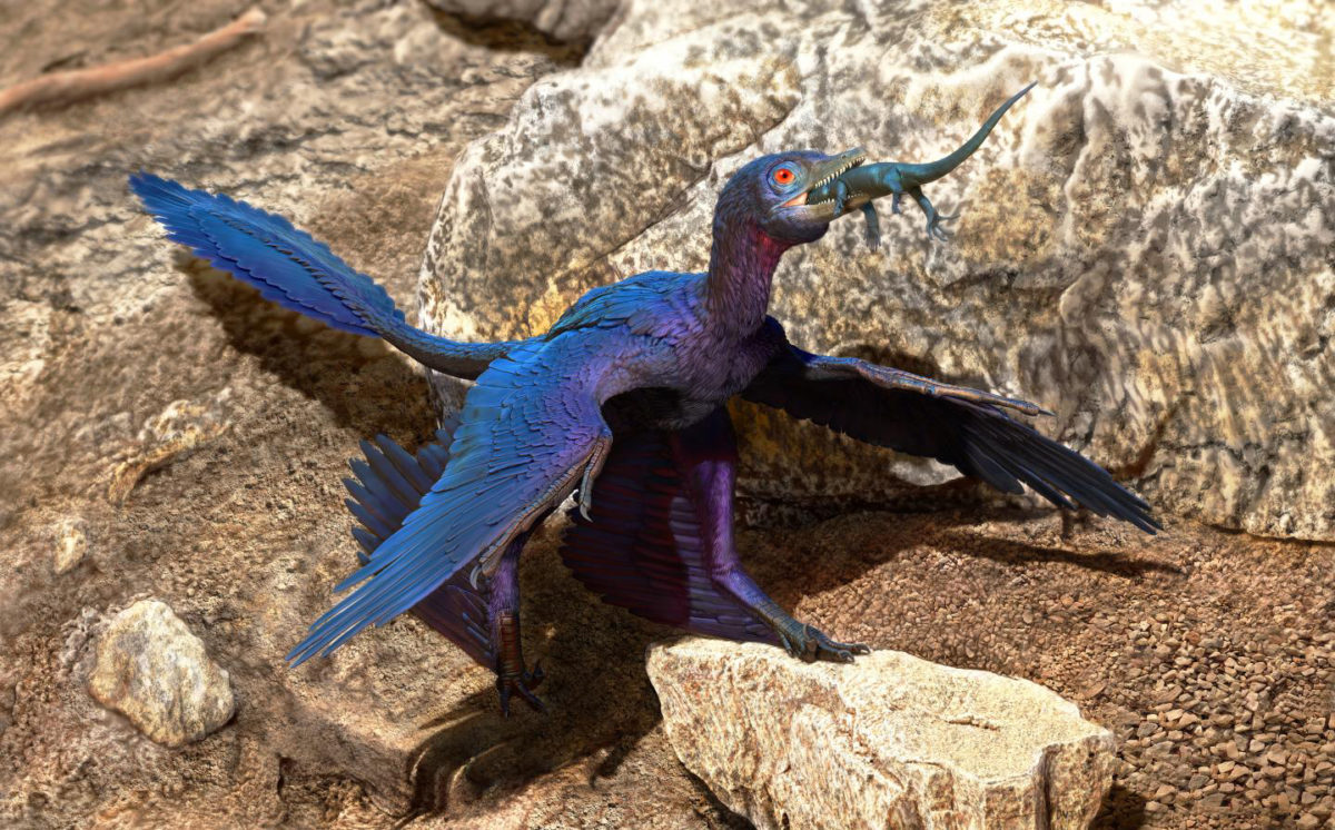 Illustration of the lizard-swallowing Microraptor
Credit: Doyle Trankina