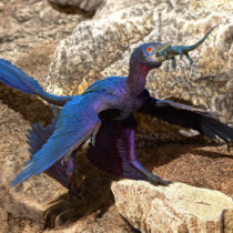 New species of lizard found in stomach of microraptor