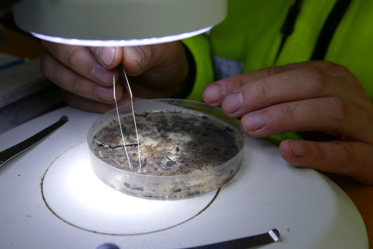 Archaeobotanist Jens Heimdahl examines a sample taken from the grave. Photo Credit: Arkeologerna Statens Historika Museer/The History Blog.