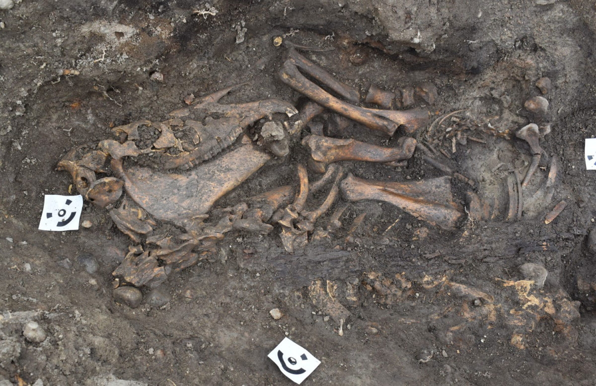 Detail of horse skeleton.  Photo Credit: Arkeologerna Statens Historika Museer/The History Blog.