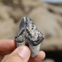 Changes in human diet shed light on human evolution