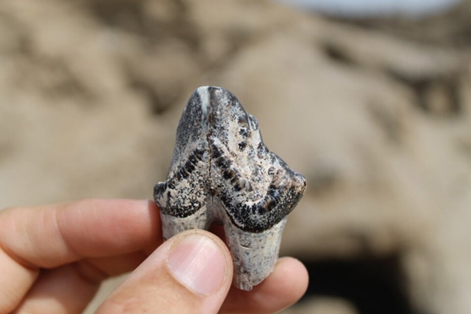 David Patterson holds a hippopotamus tooth at East Turkana. This tooth was later sampled for its isotopic signature and included in the study. Credit: David Patterson