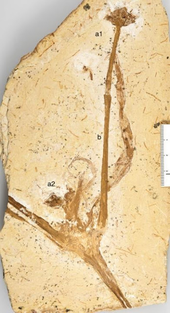 The fossil lily. Credit: Museum für Naturkunde Berlin