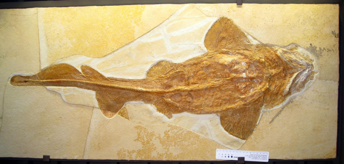 A whole skeleton of the fossil shark Palaeocarcharias stromeri (total length approximately 1m) from the Jura Museum Eichstätt. Credit:
© Jürgen Kriwet