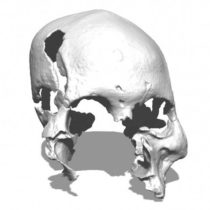 Skulls from Asia show ancient migration route to Australia