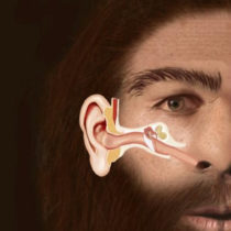 Did a common childhood illness take down the Neanderthals?