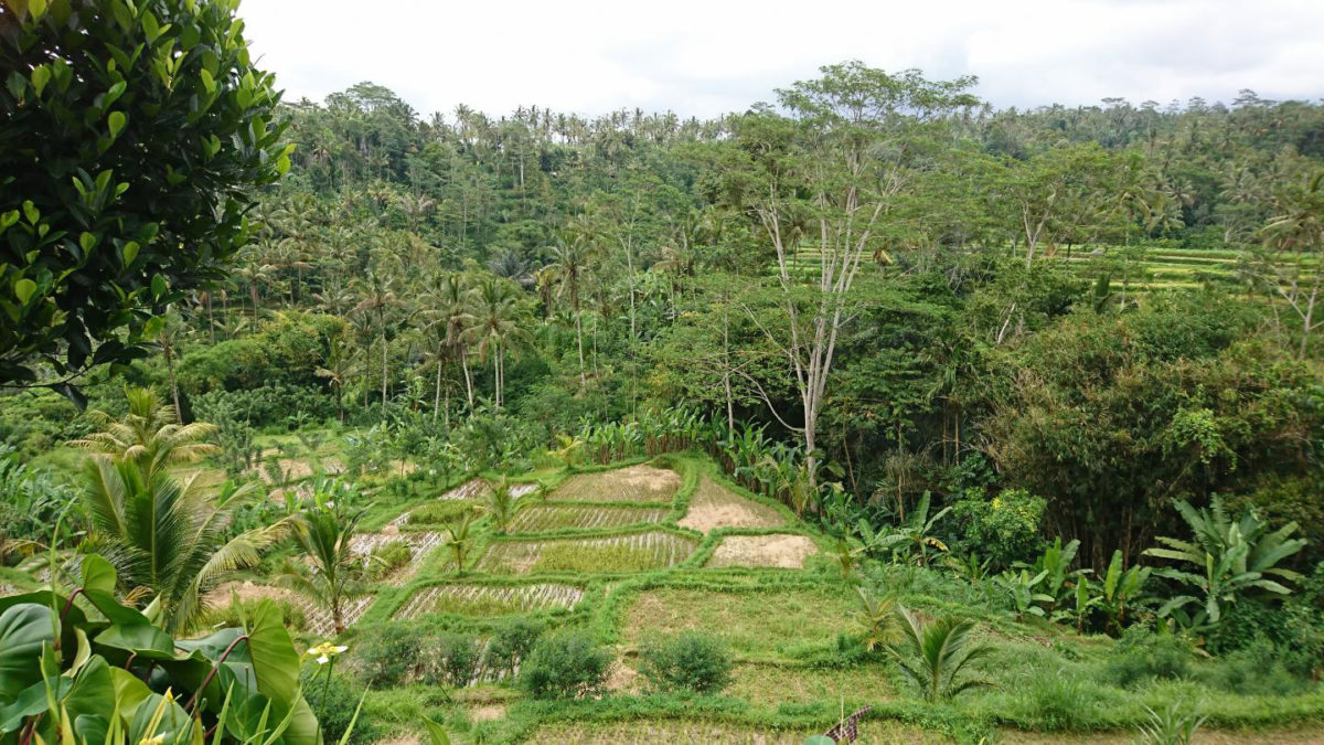 Human transformation of slopes for rice farming, Ubud, Bali. Credit: Andrea Kay