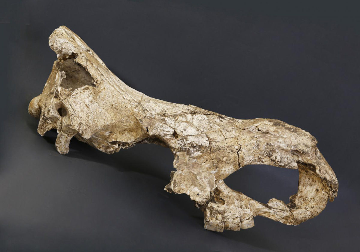 Stephanorhinus skull from Dmanisi. Credit: Mirian Kiladze, Georgian National Museum