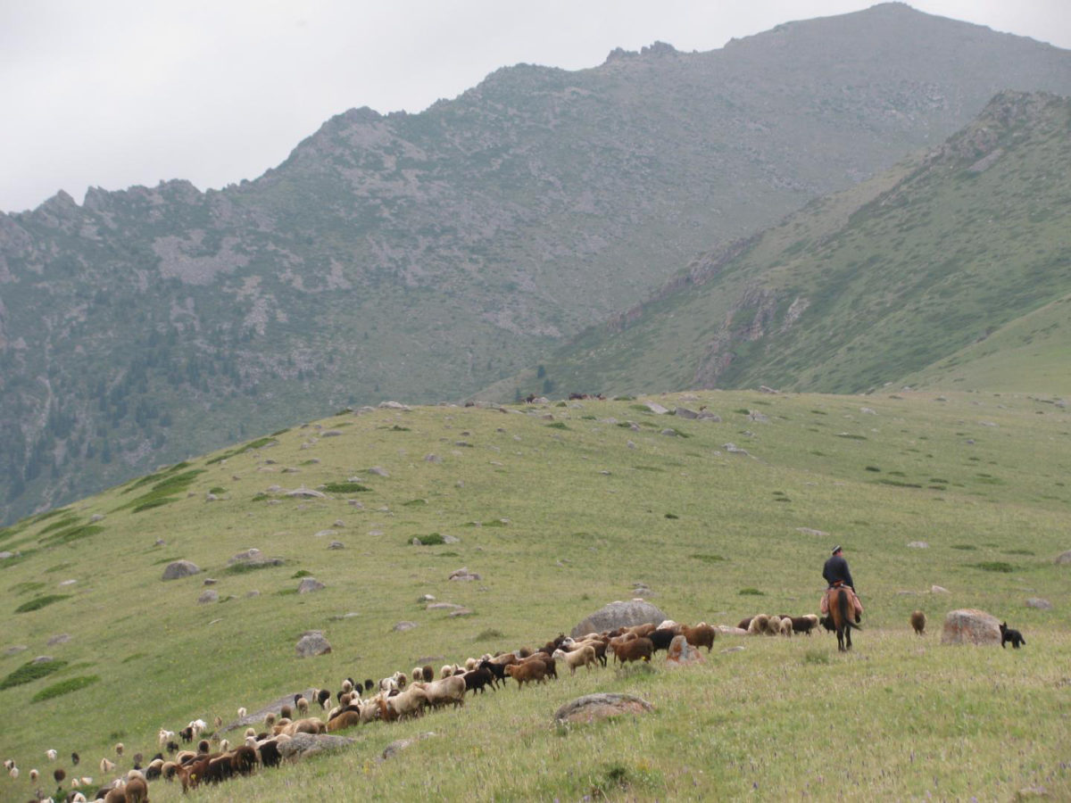 A herder leads his sheep and goats across a field in the Dzhungar Mountains of Kazakhstan. New research from Washington University in St. Louis and Kiel University in Germany reveals that sheep and goats domesticated in the Near East had reached eastern Kazakhstan by 2700 BC. High-resolution stable isotope analysis shows these animals were winter foddered with the earliest millets spreading out of China. Credit: 
Paula Dupuy