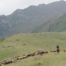 Livestock bones help date the earliest spread of millet grains outside China
