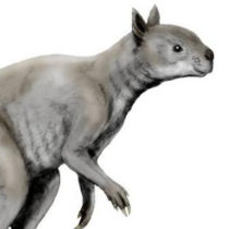 Giant kangaroos of Ice Age Australia had skulls built for powerful bites