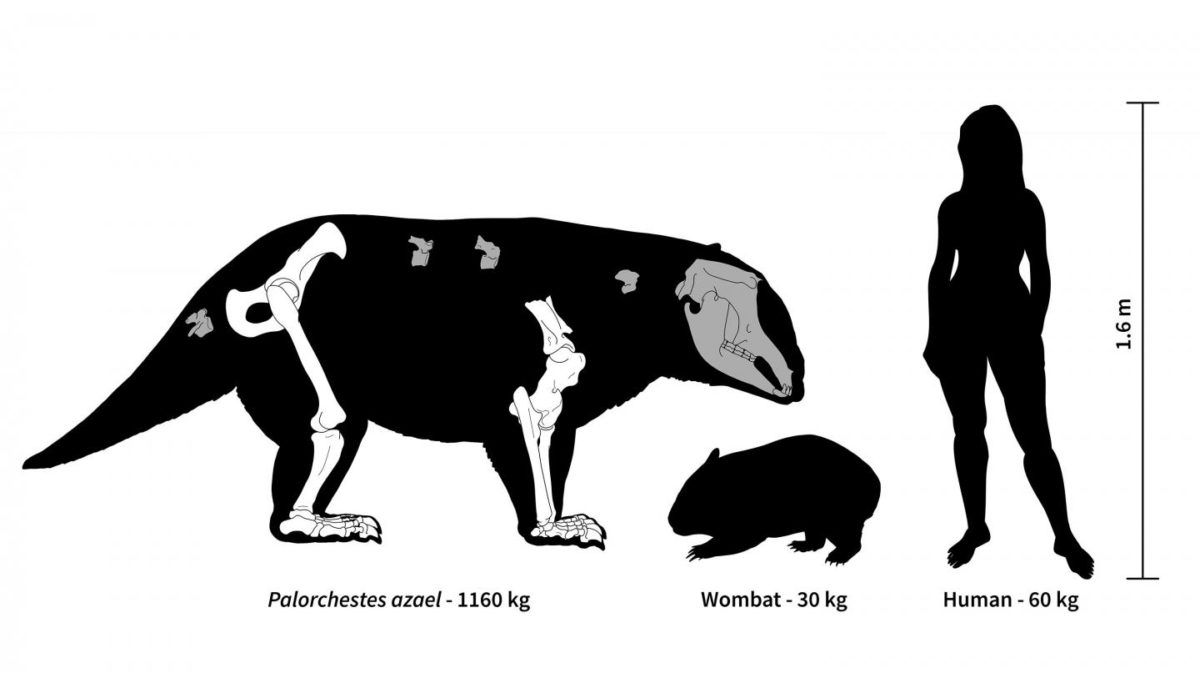 Ancient Australia was home to strange marsupial giants, some weighing over 1,000 kg.
Credit: Hazel Richards (2019)