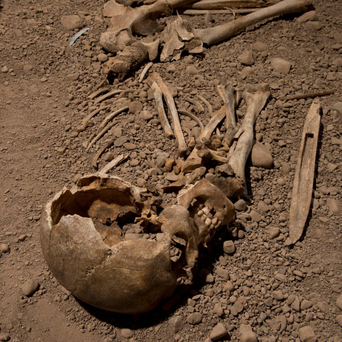 This is a skeleton of a male individual associated with the Neolithic Age Battle Axe culture on exhibition in Linköping, Sweden. Genomic DNA extracted from this individual was analyzed in the study. Credit: Jonas Karlsson, Östergötlands museum