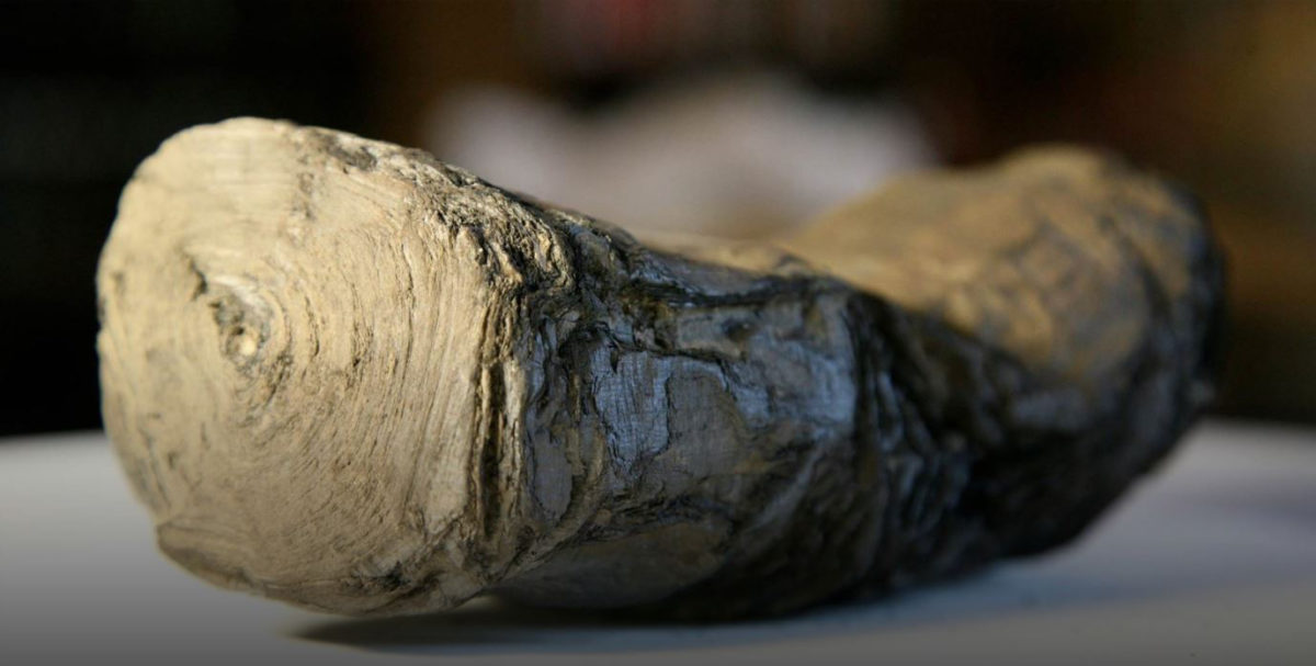 One of the two Herculaneum scrolls from L’Institut de France being scanned at Diamond Light Source by the University of Kentucky, Digital Restoration Initiative team.