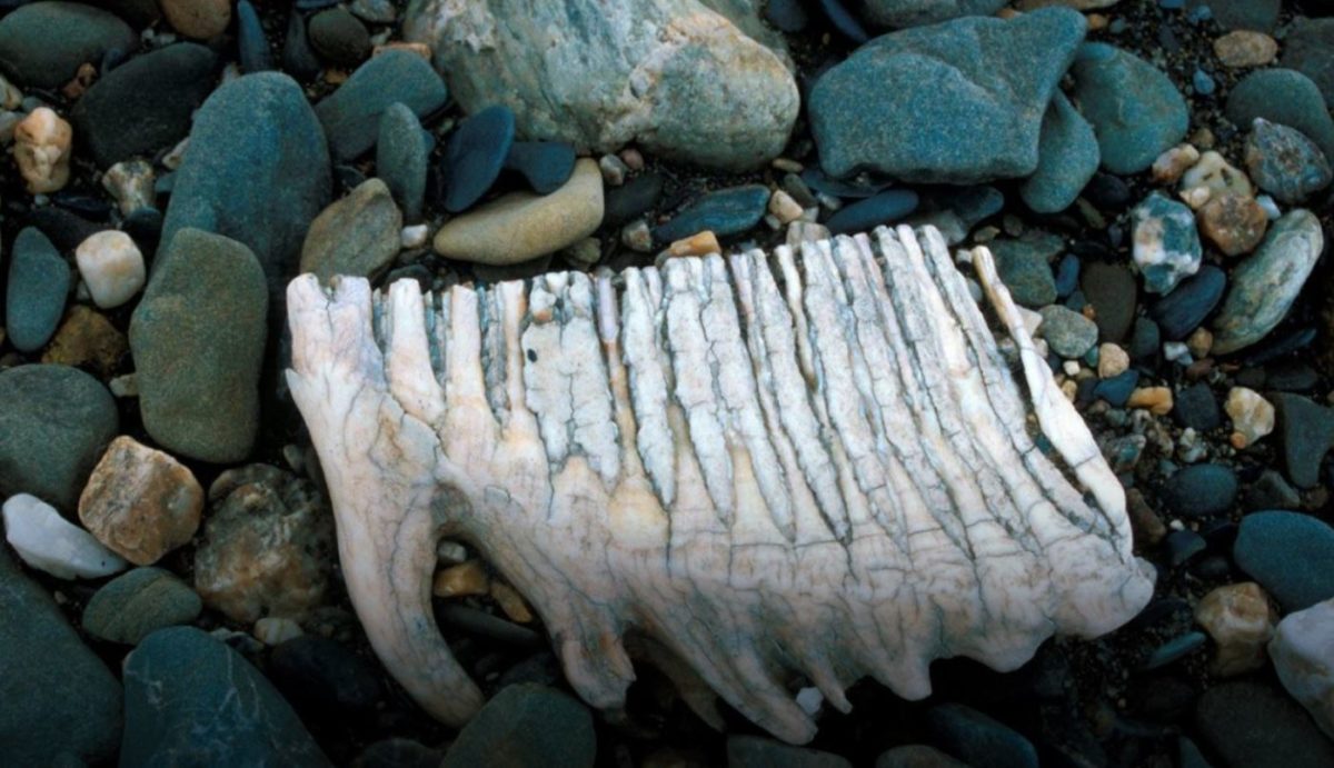 This is a mammoth tooth on the riverbank on Wrangel Island. Juha Karhu