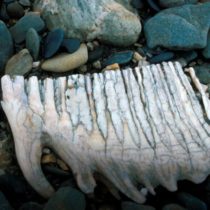 The last mammoths died on a remote island