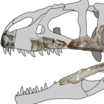 Meet Siamraptor suwati