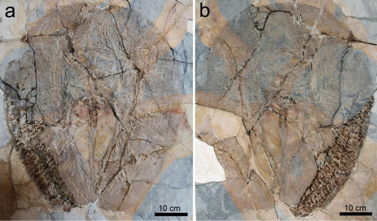 One of the three fossils of Lessiniabatis aenigmatica (MNHN F.Bol.566) from the famous fossil site of Monte Bolca (Italy) preserved as part and counterpart. The specimen is housed in the Museum National d'Histoire Naturelle of Paris. Credit: © Giuseppe Marramà