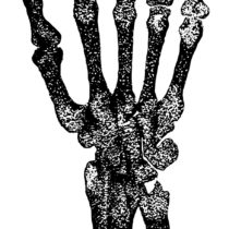 Researchers identify the sex of skeletons based on elbow features