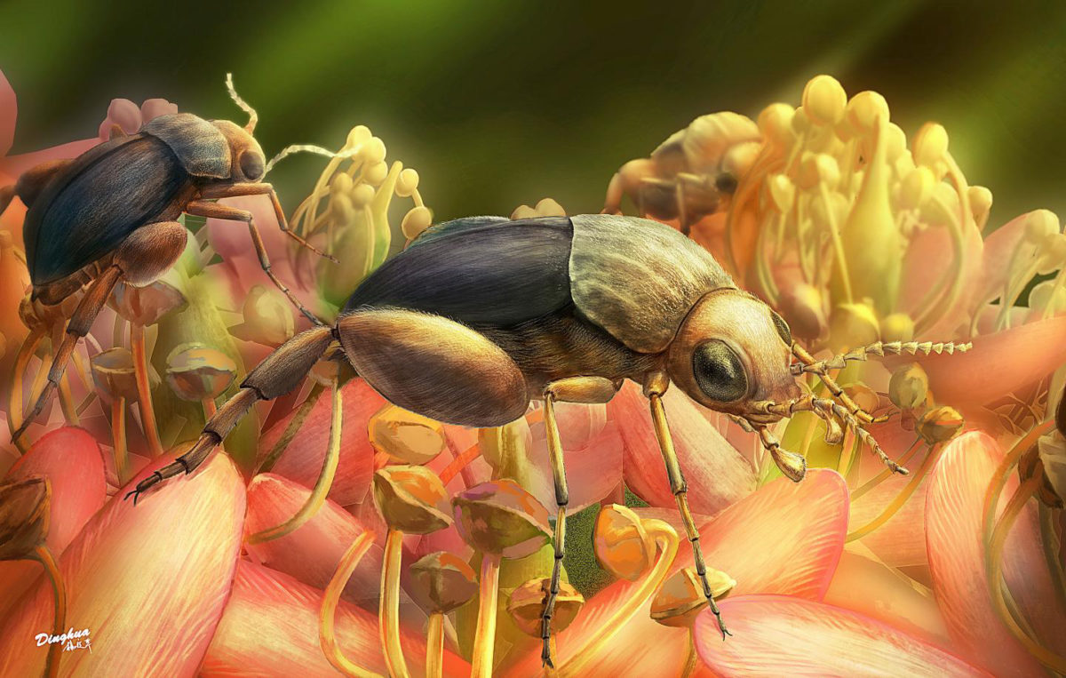 This is an artist's rendering of A. burmitina feeding on eudicot flowers. Credit: Illustration by Ding-hau Yang