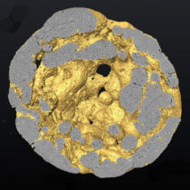 Researchers say animal-like embryos preceded animal appearance