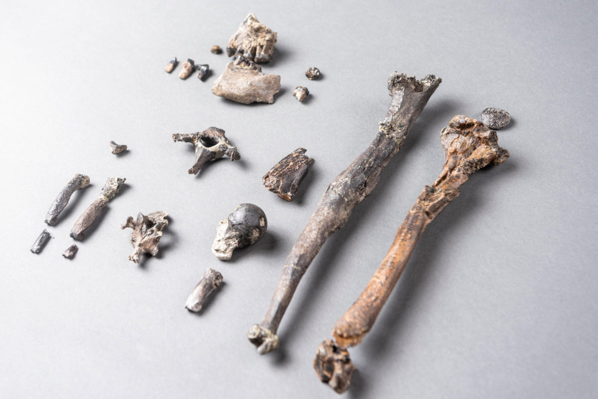 Fossilized bones of Danubius, an 11.62 thousand year old ape (photo: Christoph Jäckle).