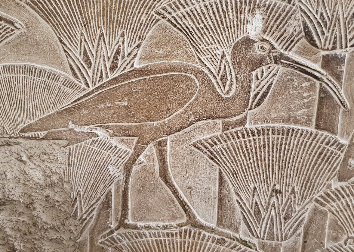 Genetic analysis suggests 'wise' bin chickens tamed and sacrificed to Egyptian God