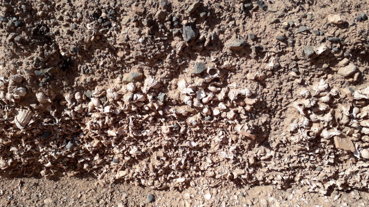 Broken porfyra shells (photo: MOCAS). 