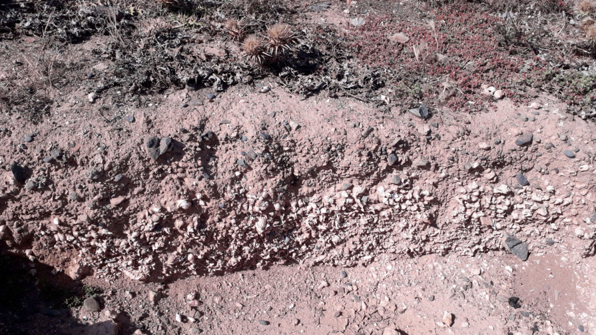 Layer of porfyra shells (photo: MOCAS).
