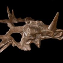 Dinosaur skull turns paleontology assumptions on their head