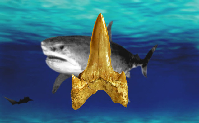 The fossil shark was discovered and excavated in 2010 at a ranch near Tipton, Kansas, in Mitchell County by researchers Kenshu Shimada and Michael Everhart and two central Kansas residents, Fred Smith and Gail Pearson.
Source: Taylor & Francis 