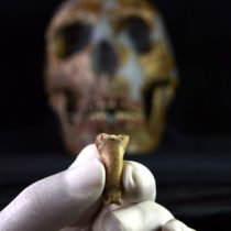 The last Neanderthal necklace