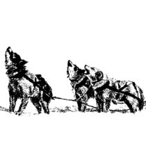Unique sledge dogs helped the Inuit thrive in the North American Arctic
