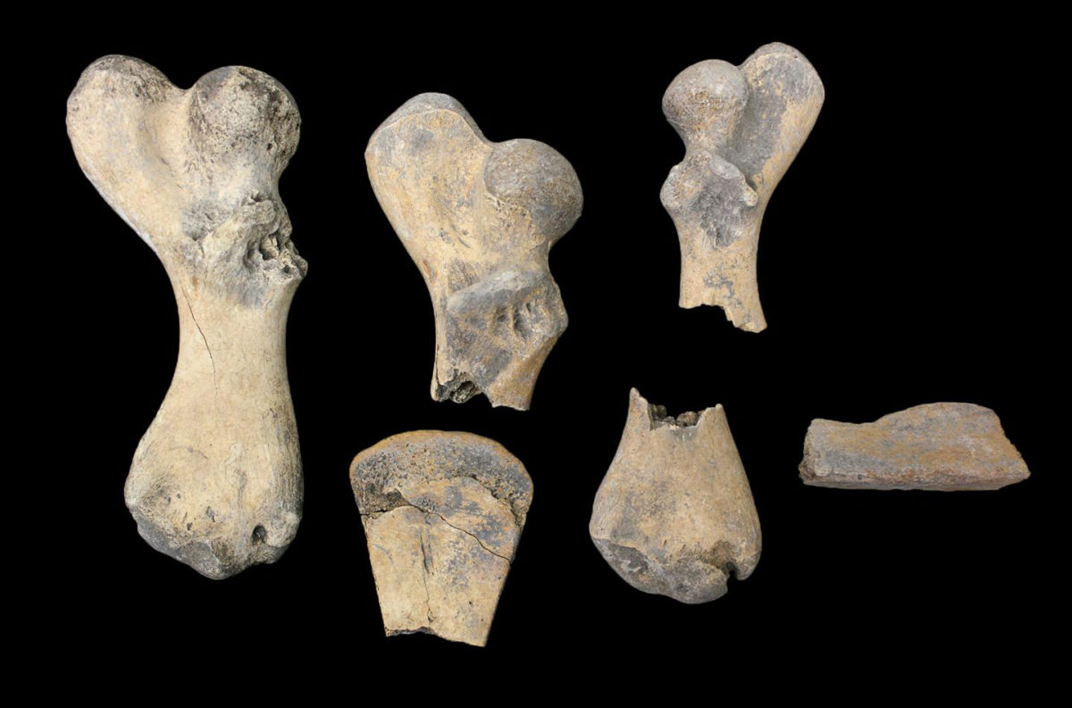 Organic material can quickly decay in the hot, humid conditions of the tropics. But researchers found that many ancient turtle bones still contained collagen. They used this protein to identify which sea turtle species ancient people in Florida and the Caribbean were fishing from the oceans. Credit: Michelle LeFebvre/Florida Museum